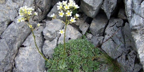 Saxifrage paniculata: fotografija i opis, sorte